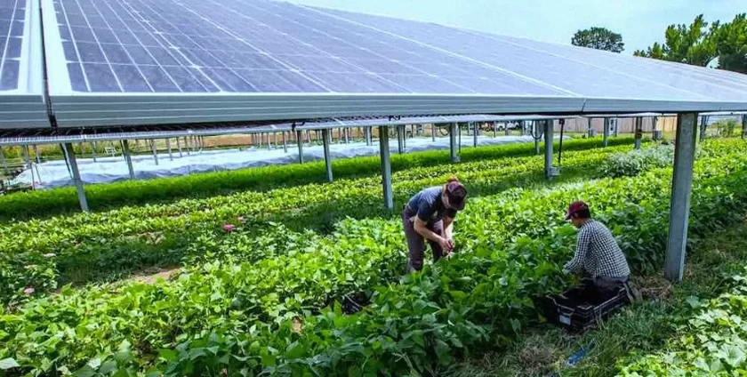 Solar panels in farms supporting large scale solar power systems for electricity & support the renewable energy sector